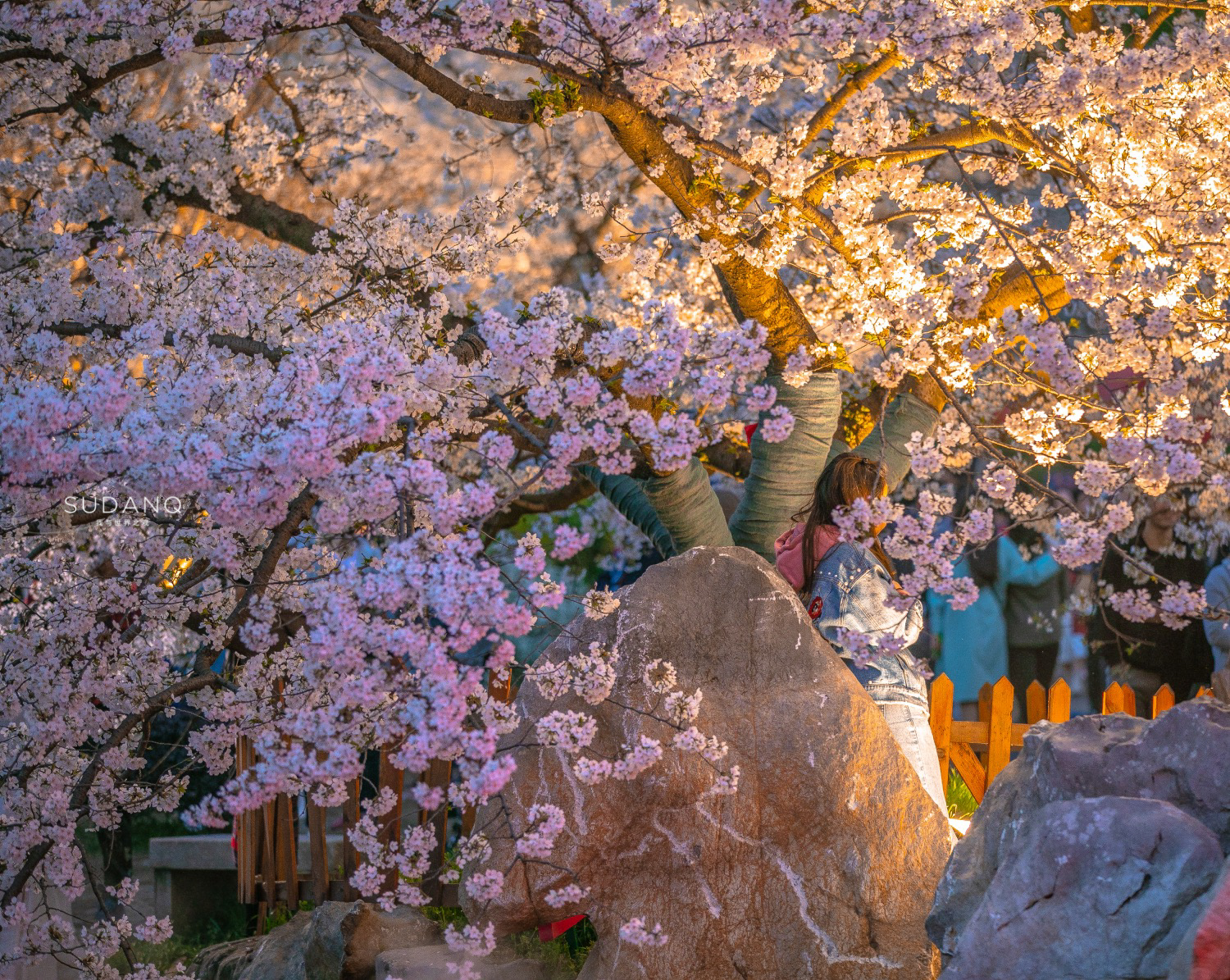 实拍武汉樱花，作为世界三大樱花之都，磨山夜色美得令人沉醉