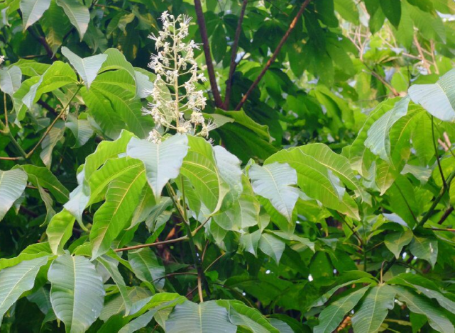 原创万物逢春云南七叶树立地开花花形似上古神话玲珑宝塔