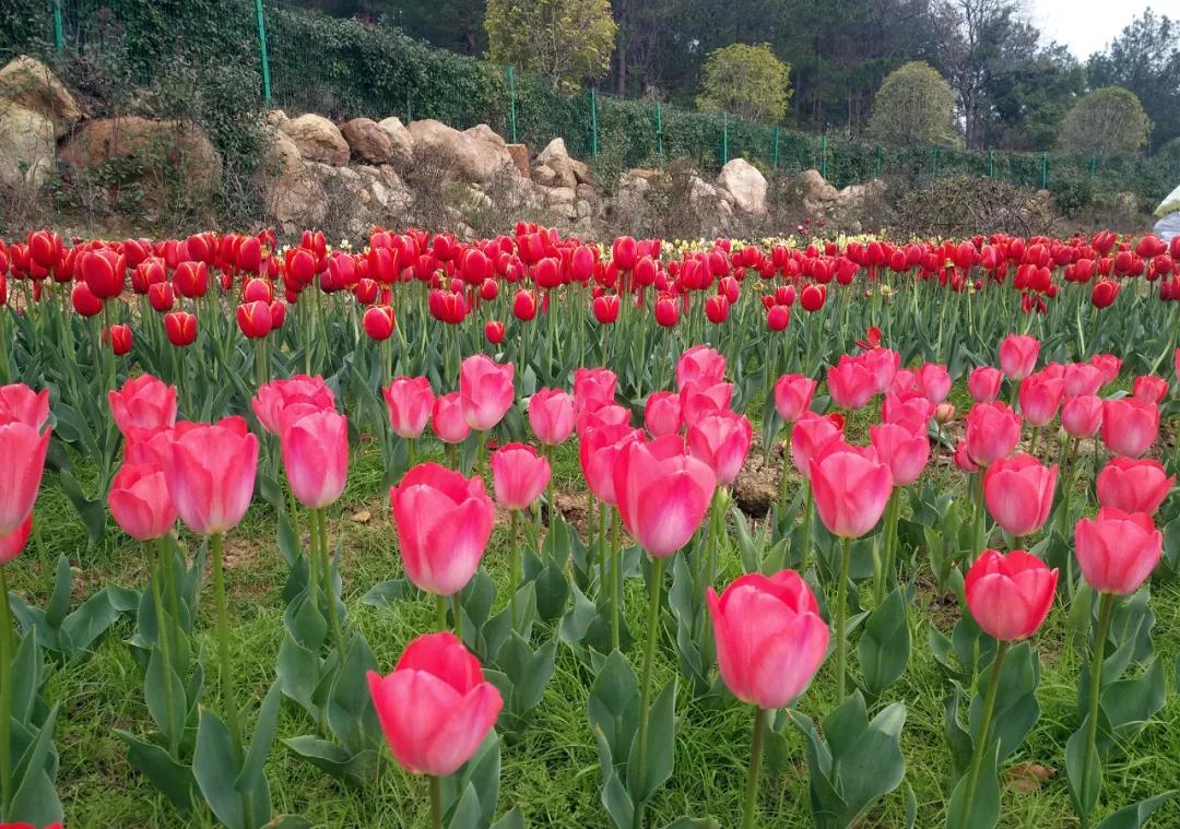 茶陵茶乡花海景区 春意正浓,花满枝头,一起见识"花花世界"