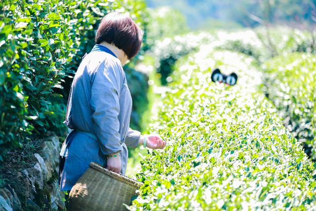 頭鍋龍井還沒炒完,已在淘寶直播間裡秒光_茶葉