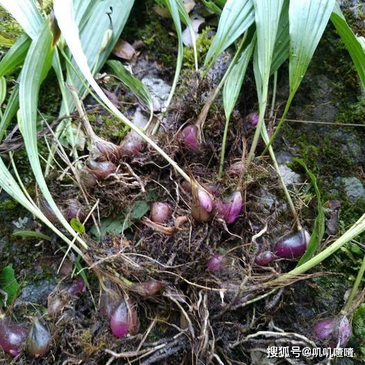 山慈菇的功效及用法用量