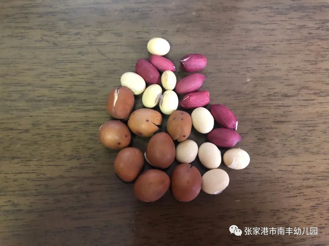 将各种各样的豆子装在盒子里.(豆子的数量不一样哦!