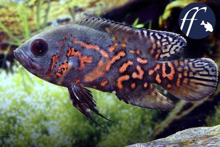 奥斯卡花猪地图鱼