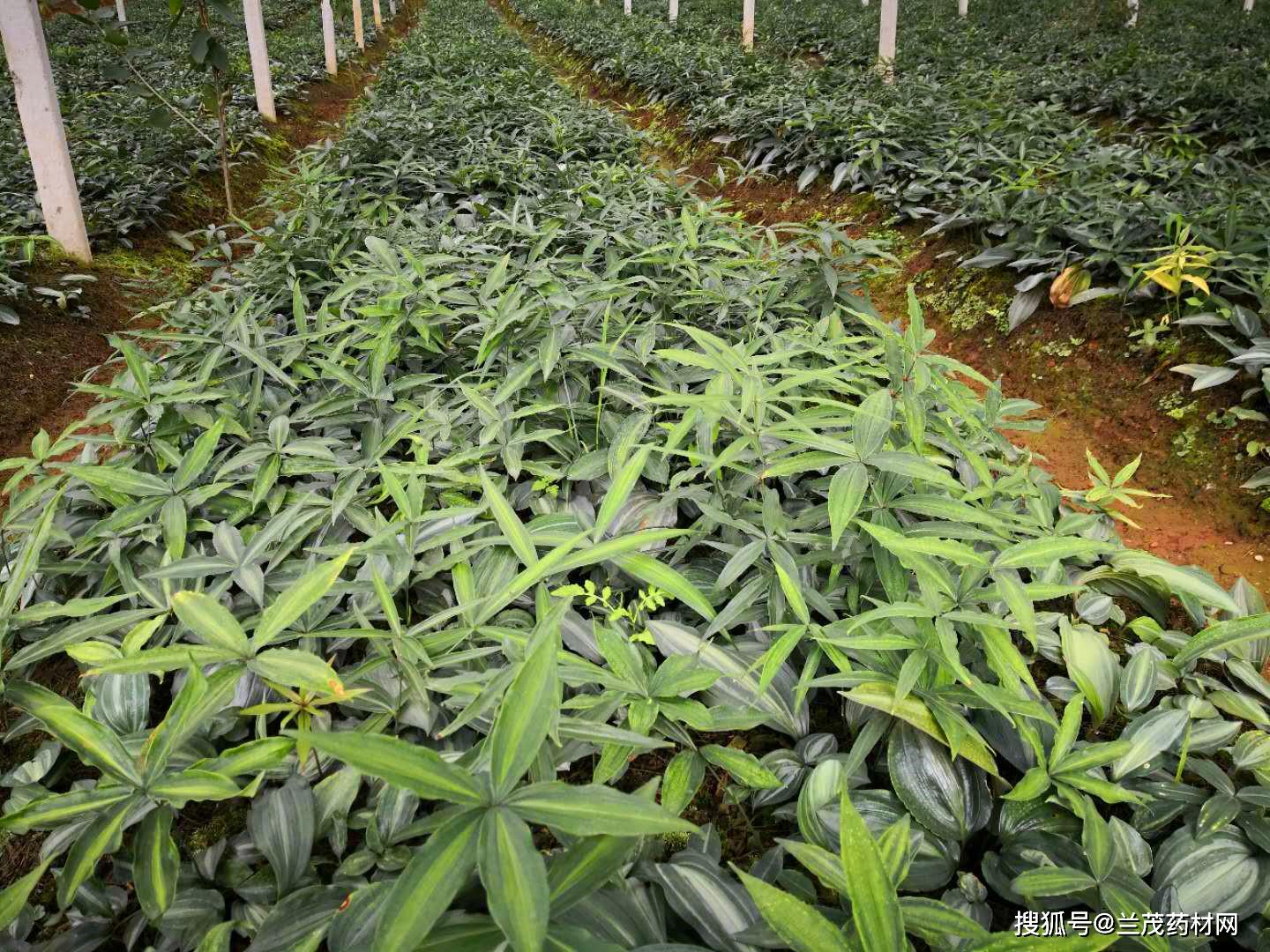 2020滇黄精种植栽培技术功效工作和黄精的市场前景分析