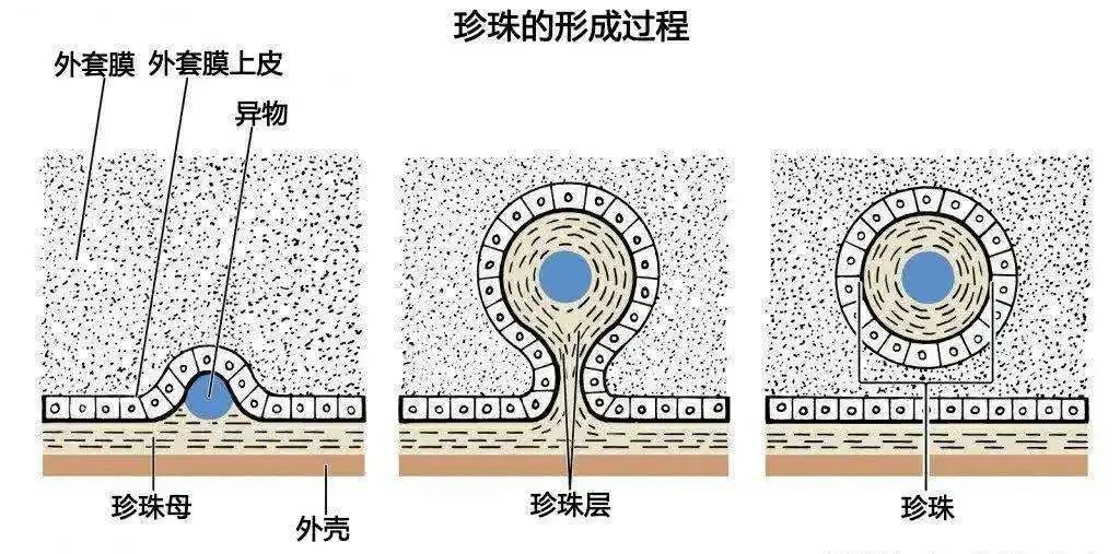 圖源百度從珍珠的形成過程來看,珍珠層有多厚取決於養殖的時間有多長.