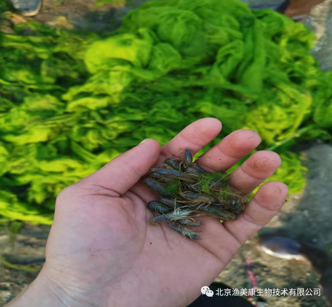 青苔的危害青苔是水生苔藓植物,颜色偏绿,生长在水中或比较潮湿的地方
