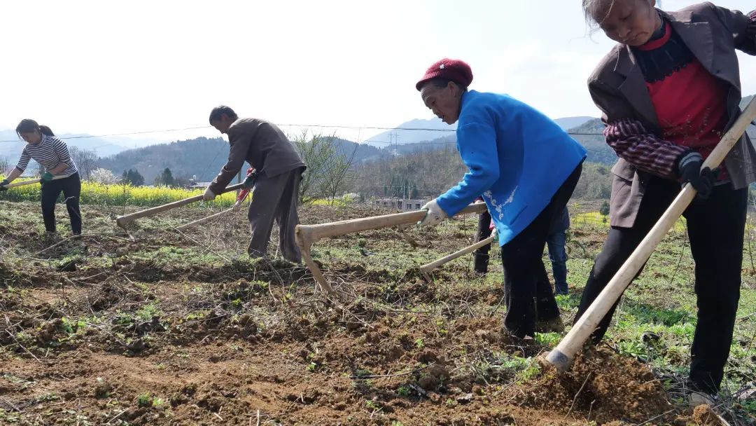 大方县大山乡光华村村民们正在掏厢育高粱苗 周训贵 摄6969"我乡