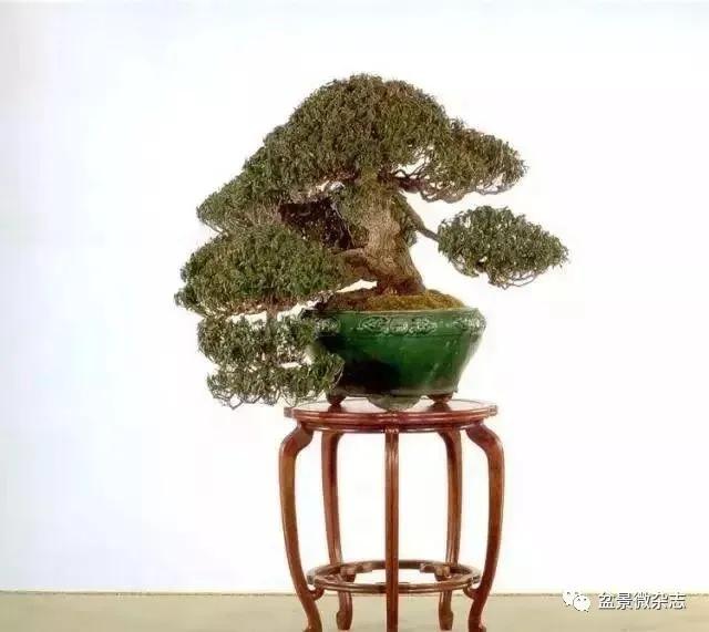 稔树种 山枫 【贵重盆栽】规格 树高80cm盆:大昭渡椭圆(白交趾)作者