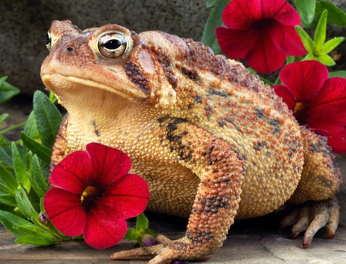 故事傻小子逃入深山路旁跳出只大蛤蟆一拍肚皮快进来