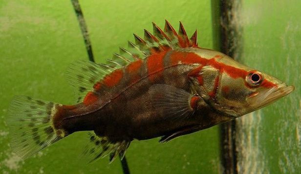 每日一鱼红纹翘嘴鳜鱼体表有艳丽的红斑