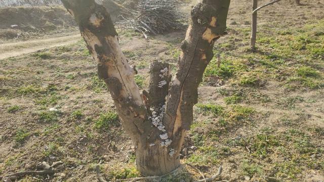 花椒树死了啥原因椒农经验分享