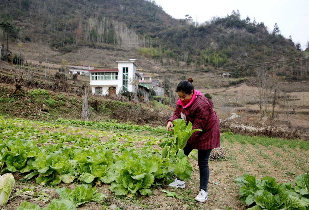 三亩地本人照片图片