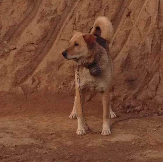 太行犬大笨狗繁育基地图片