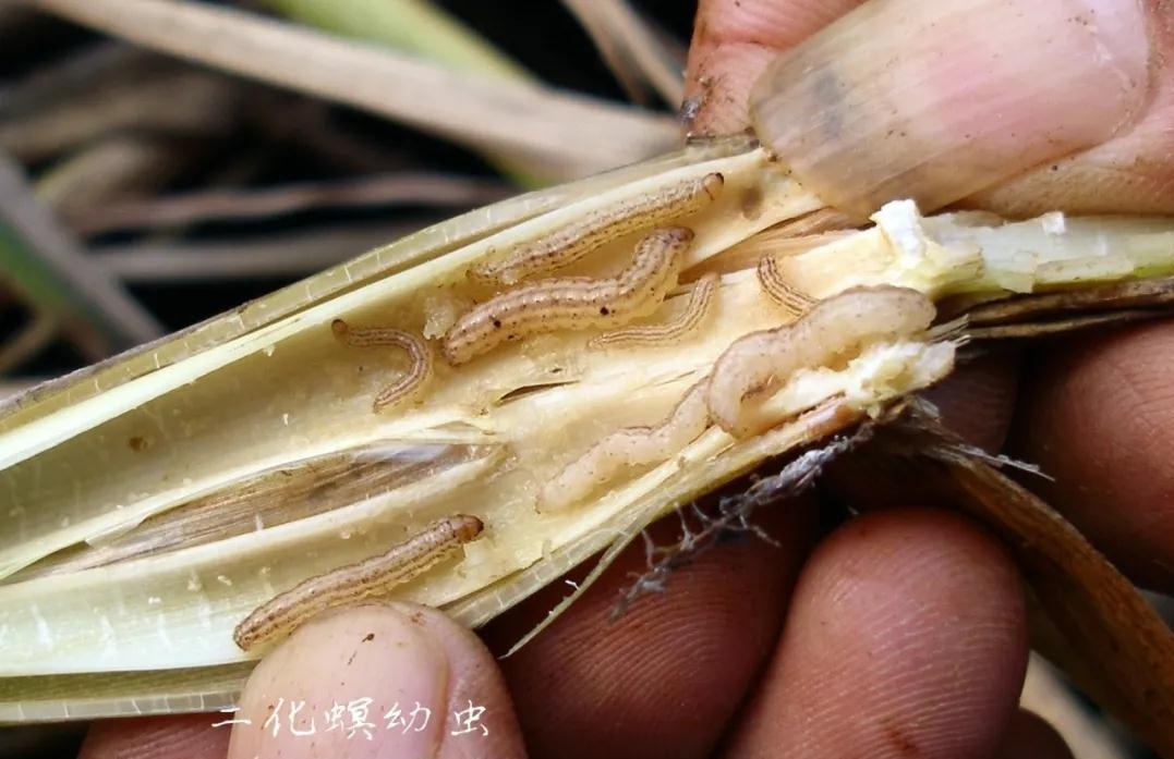 水稻患稻螟虫图片