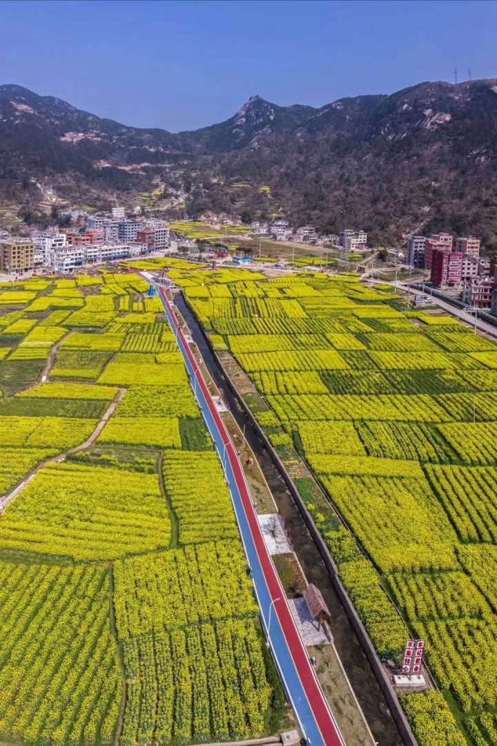 宅家看油菜花洞头大门镇启动海岛油菜花线上云赏游