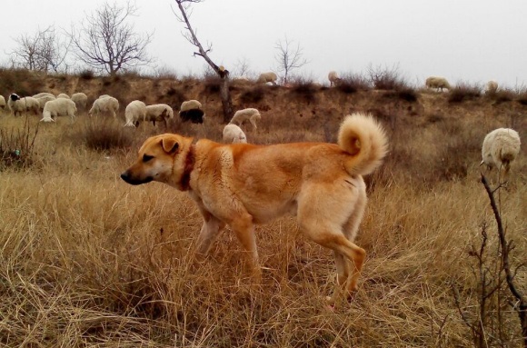 原创拥有灵性的太行犬在800余里的大山深处繁衍生息3000多年