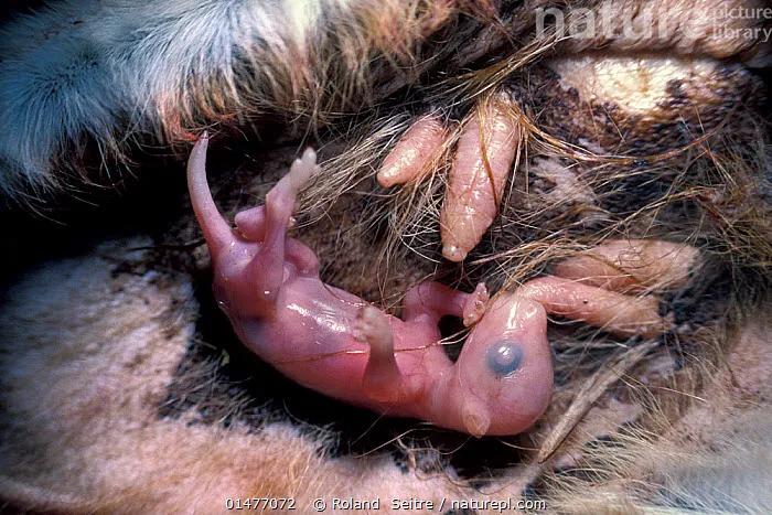 原创无限生育怀孕中再怀孕是什么体验可以问一下有两个子宫的袋鼠