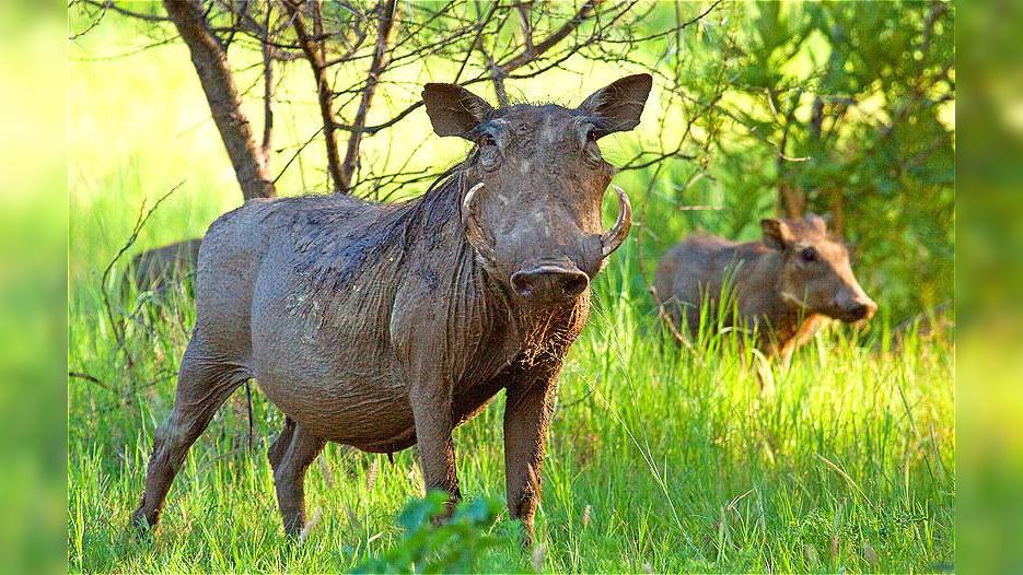 野猪对抗天敌的三板斧