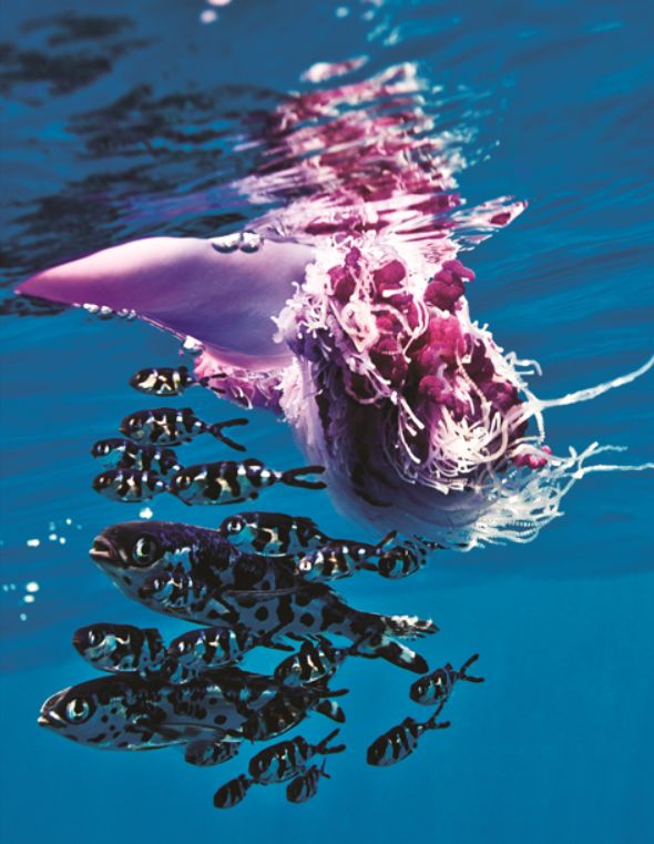 【图书】共生?寄生?拟态?反捕?《潜水识鱼》你值得拥有