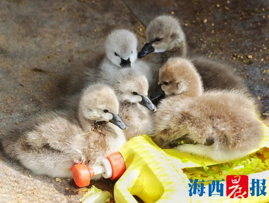 超萌超可爱厦门幼鹅园迎新两窝黑天鹅宝宝降生就在这里