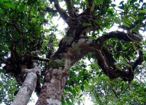 【干货分享】详解临沧云县佛茶圣地--白莺山古树春茶