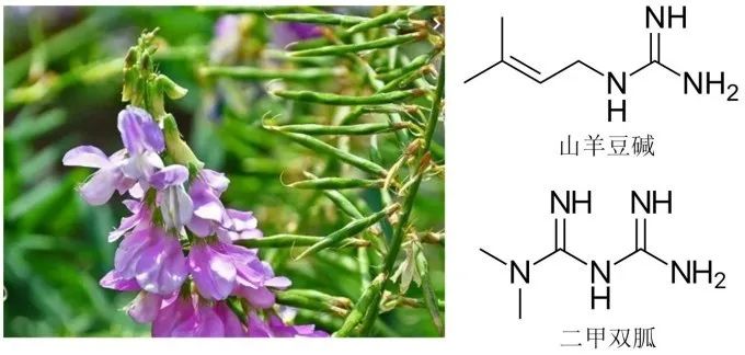 图 5 山羊豆与胍类物质二甲双胍的发现有一段有趣的故事,19世纪末一种
