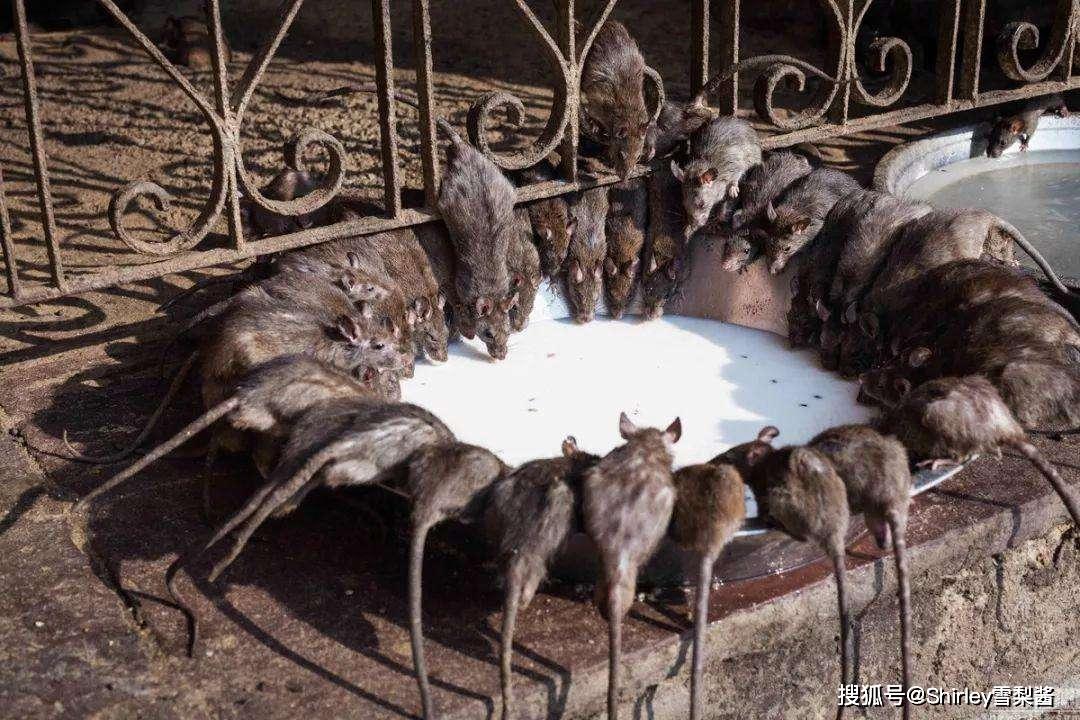 印度鼠疫大流行图片