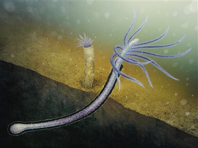 火把虫形态太奇特? 原是叶足动物丢了腿