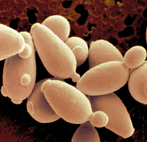 啤酒酵母的形态简单,优良的啤酒酵母在镜检中具有均匀的短椭圆形,外形