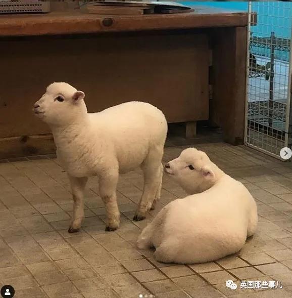 咩咩爱好者天堂首尔这家羊咖全是白胖软萌的小绵羊任撸