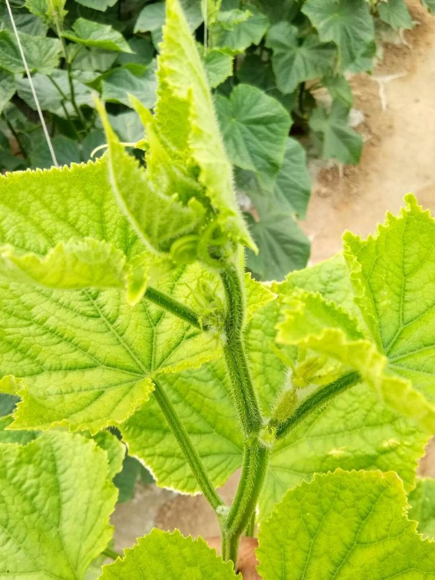 你家种的黄瓜有这种黄叶吗_植株