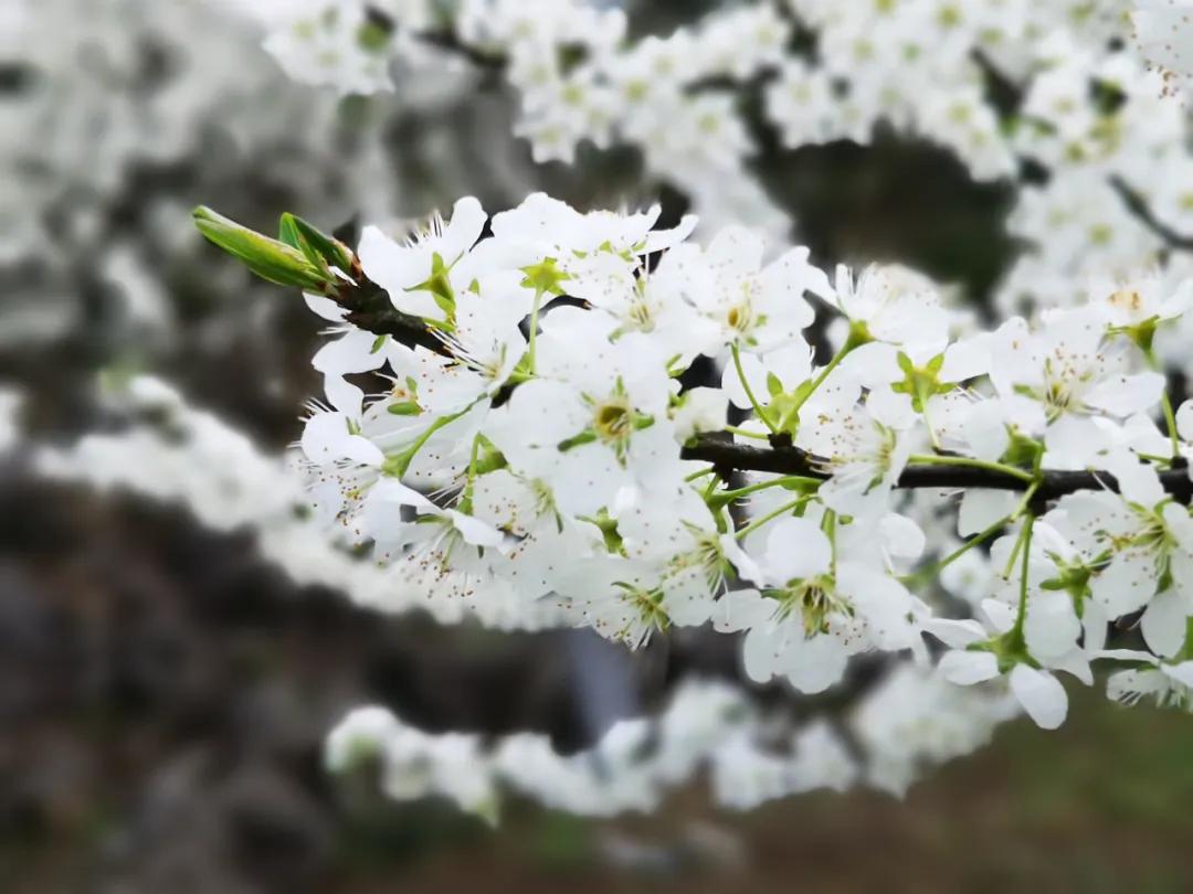 万亩李花绽放全重庆最好看的李花来啦错过等一年
