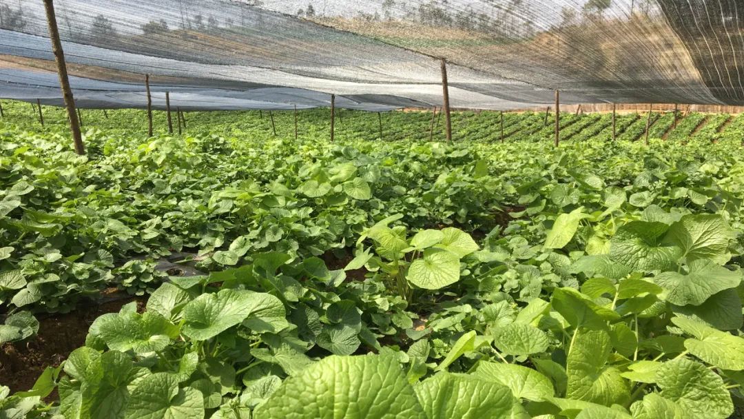 施甸大山深处山葵绿 中草药基地笑声朗