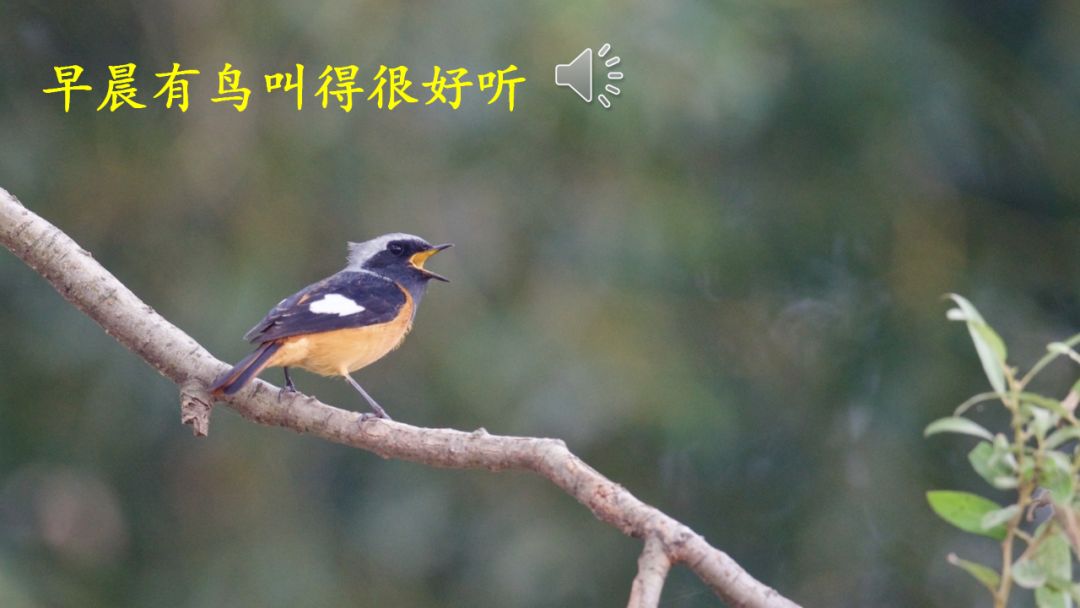 部编版六年级下册语文第16课表里的生物知识点图文详解