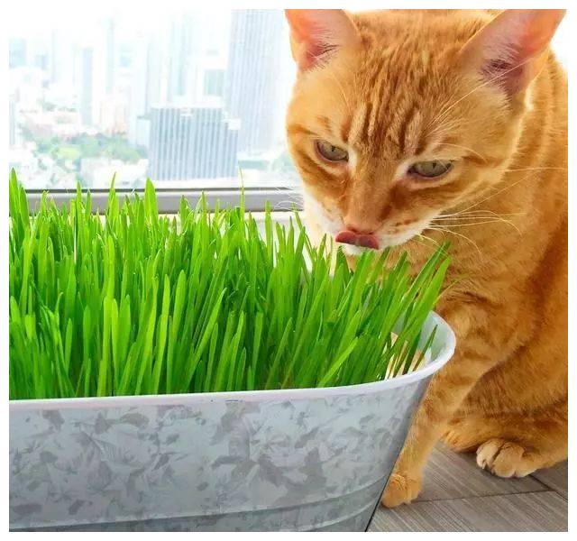 只要是猫咪喜欢吃的草都可以叫做猫草,像常见的狗尾巴草,小麦,猫薄荷