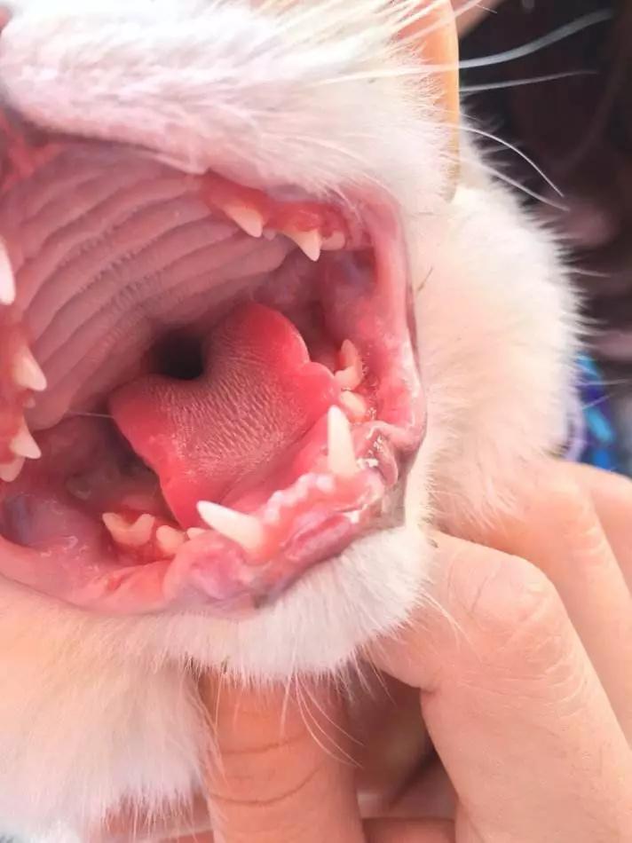 福懋动物医院宠物口炎会传染给人是危言耸听吗