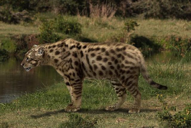 原创人类的天敌恐猫你了解多少