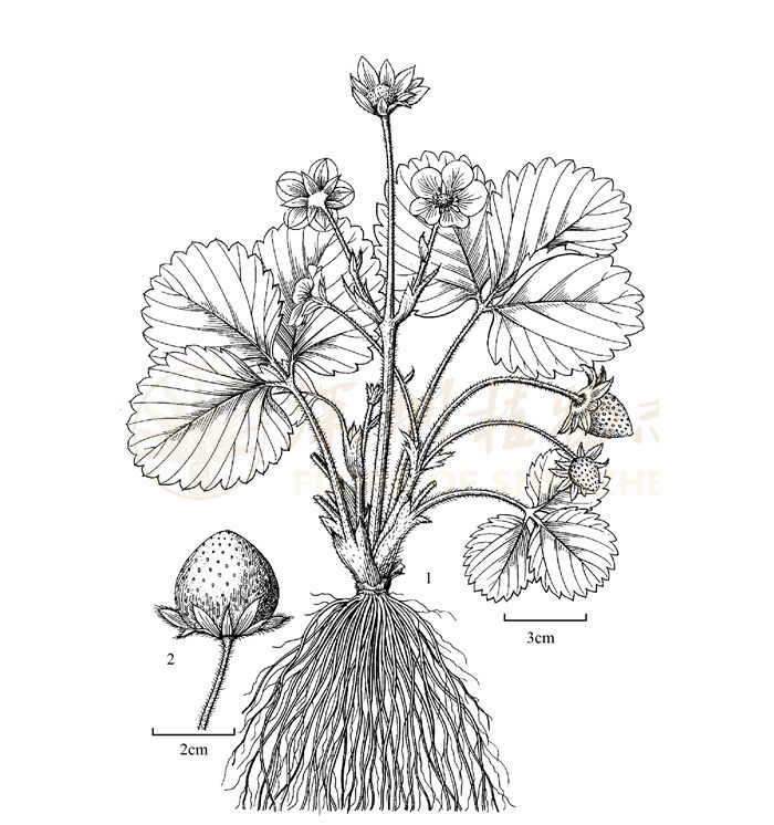 草莓解剖图绘图图片
