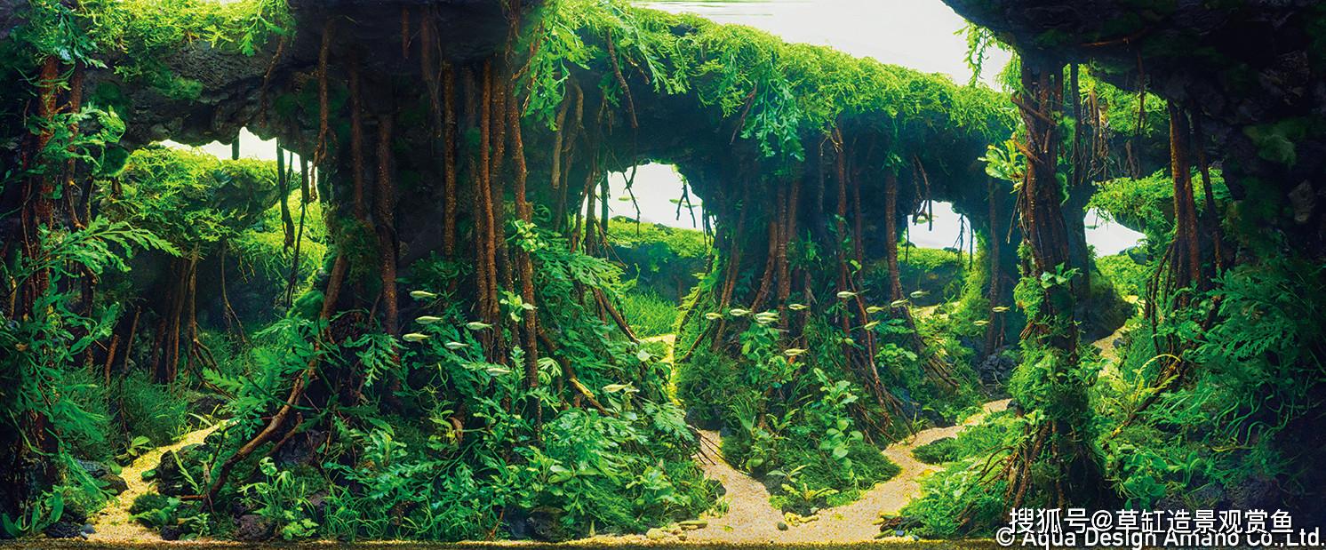 从零开始草缸造景丨67序篇草缸迷必看草缸造景的第一课