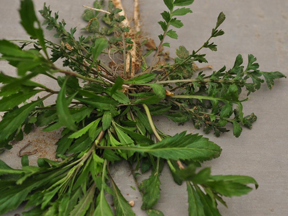 原创常被误认成荠菜味道却如辣椒俗称辣辣菜凉拌是一大美味