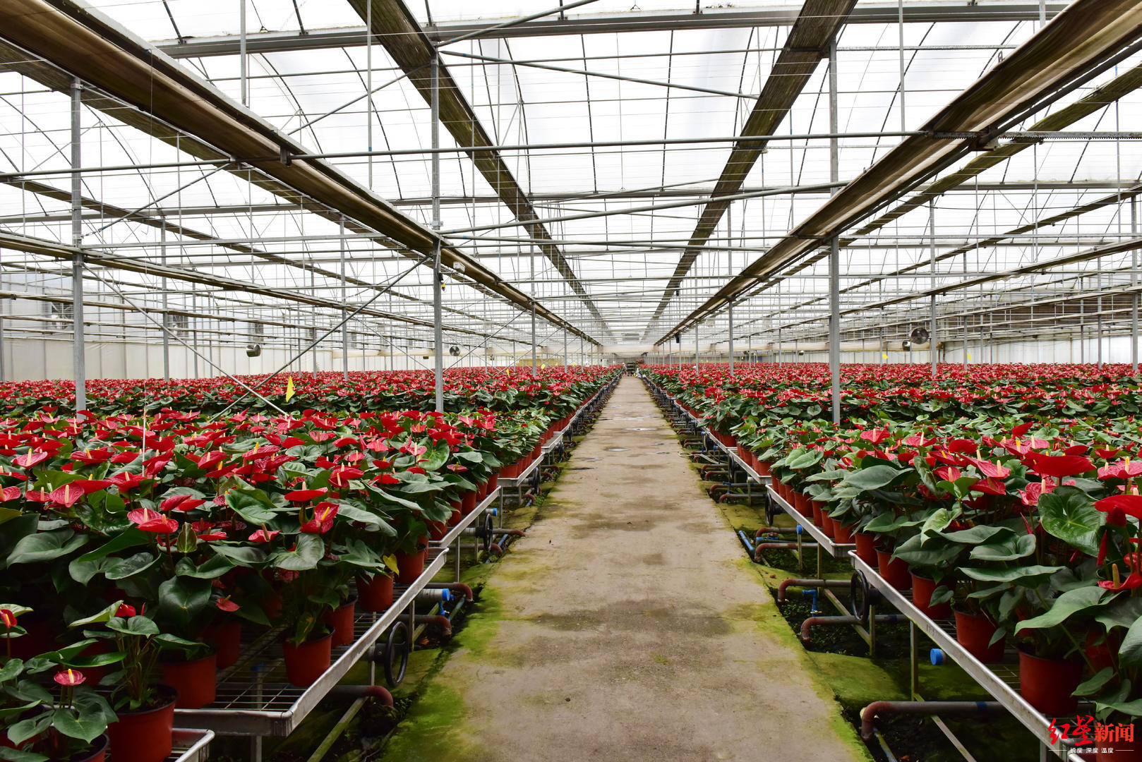 3月15日,位于西昌市礼州镇的现代花卉产业园区,数千亩花卉大棚连接