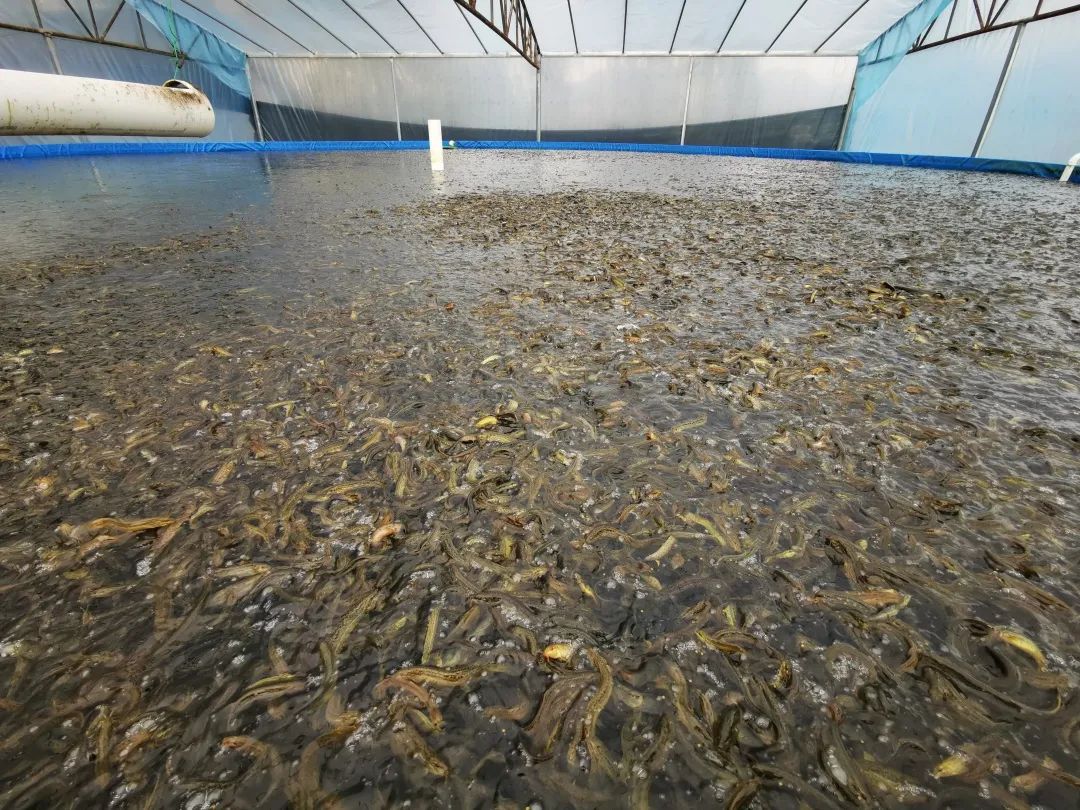 义龙新区工厂化高密度养殖泥鳅带动群众就业增收