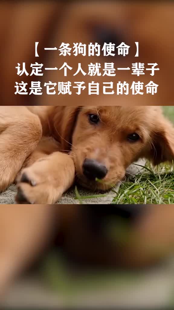 狗比人忠诚的图片带字图片