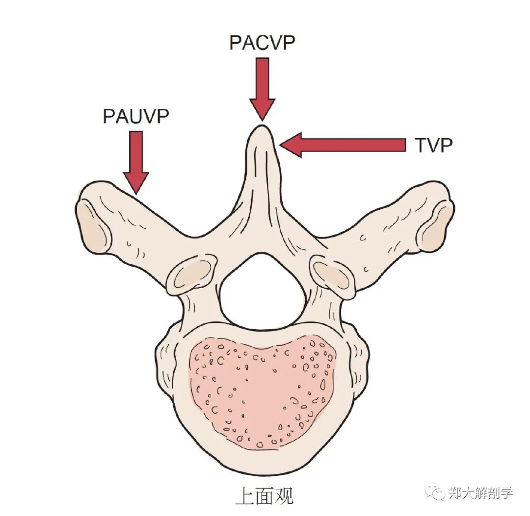 胸椎关节活动度检查与分析
