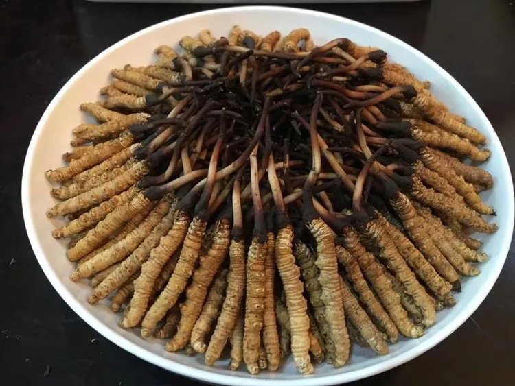 新鲜冬虫夏草口感佳,可以直接送入口中嚼着食用,好吃又营养,是最纯的