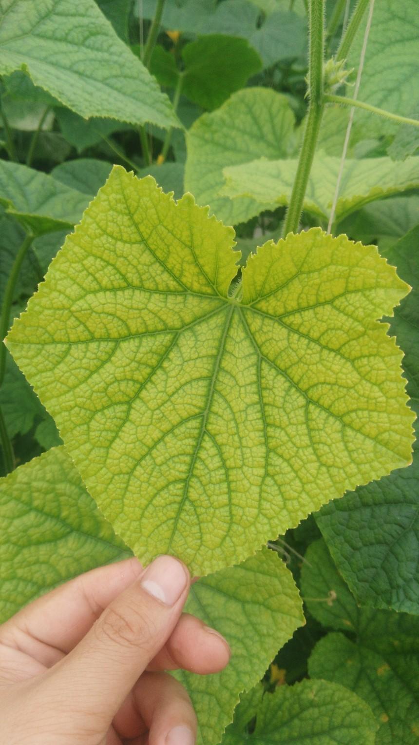 你家种的黄瓜有这种黄叶吗_植株