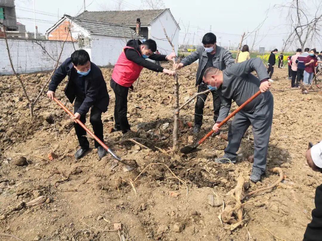 團阜南縣委聯合柳溝鎮黨委政府開展播撒綠色希望齊建秀美阜南植樹活動