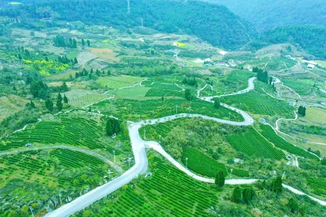 春茶季丨古丈毛尖看得见风景的茶园