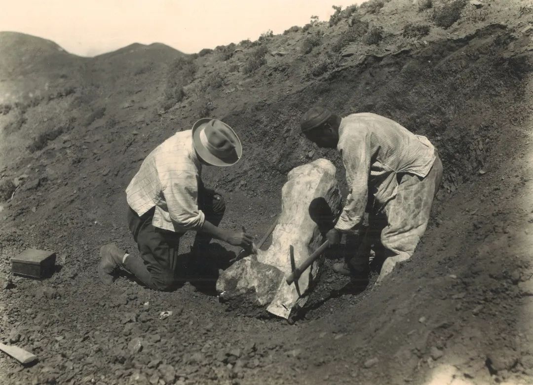 和工友在清理化石▲准东考察发现白骨甸恐龙化石,1930年12月12日摄