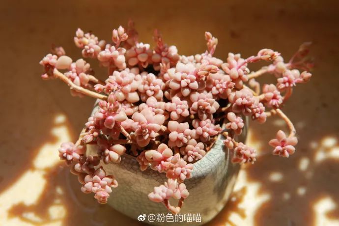 听说养多肉的妹子都有这样一个代名词人美肉美不信就先瞧瞧